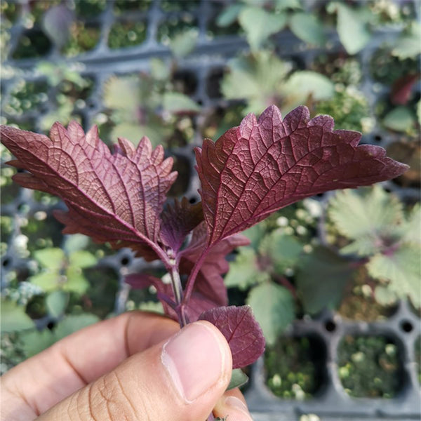 Large-Leaf Perilla Seeds, 2g