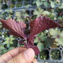 Large-Leaf Perilla Seeds, 2g