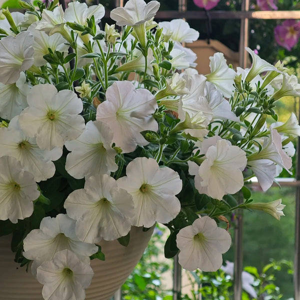White Hybrid Petunia, 100 Seeds