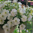 White Hybrid Petunia, 100 Seeds
