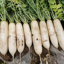 "Hakudaikon" Radish Seeds, 10g