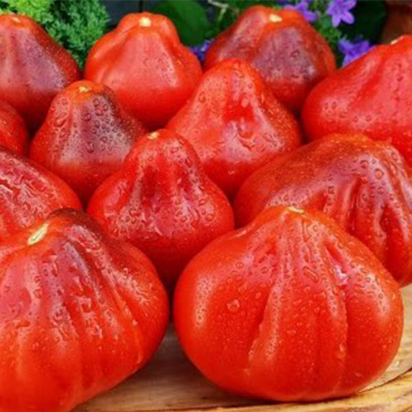 923 Japanese Purple Truffle Tomato, 5 Seeds