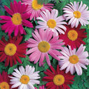 Painted Daisy Seeds, 200 Seeds