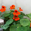 Hezhichun Red Nasturtium Seeds, 10g