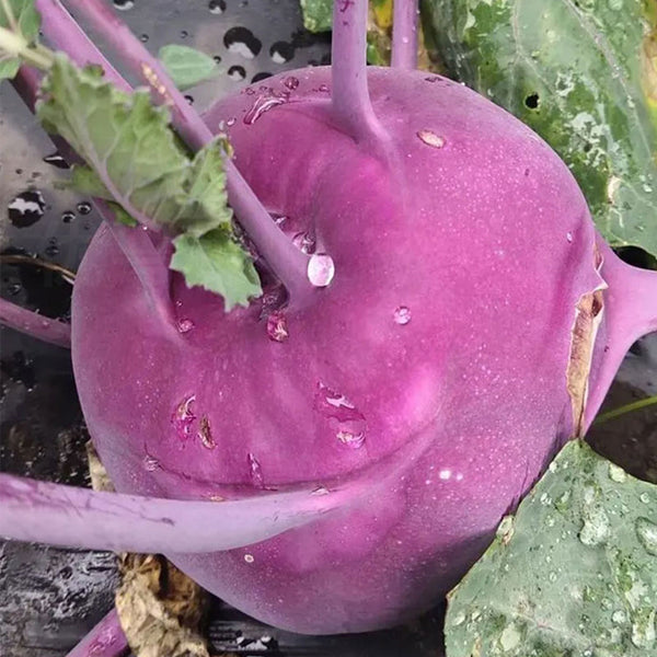 Jinchuan Purple Crown Kohlrabi Seeds, 10g