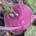 Jinchuan Purple Crown Kohlrabi Seeds, 10g
