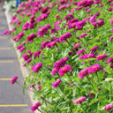 W1348 Large-Flowered Purple Zinnia, 100 Seeds