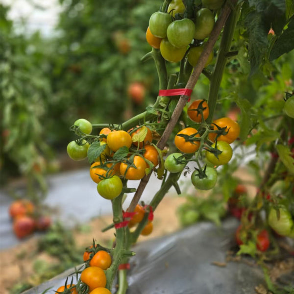 837 Gold Sun Selection Tomato, 5 Seeds