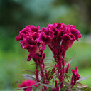 Hezhichun Purple Cockscomb Seeds, 1g