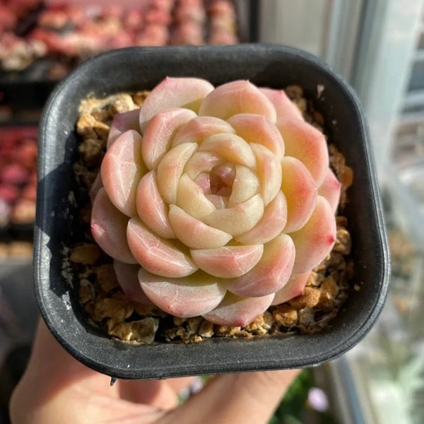 Echeveria 'Peach Pride'‌, 2pcs x 1-head