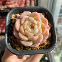 Echeveria 'Peach Pride'‌, 2pcs x 1-head