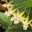Hoya multiflora, 3 Cuttings
