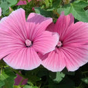 Flower Mallow (Lavatera trimestris) Seeds, 100 Seeds