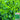 Jiemei Tendril-Free Pea Shoot Seeds, 100g