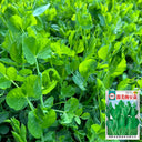 Jiemei Tendril-Free Pea Shoot Seeds, 100g