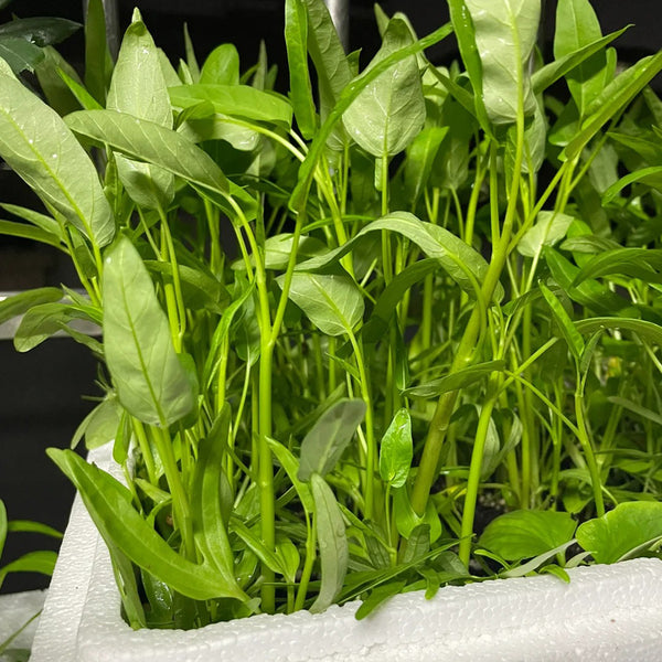 Trident Water Spinach Seeds, 20g
