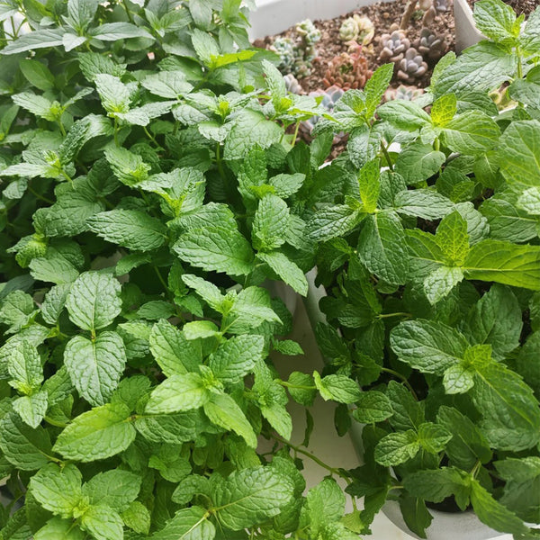 Crinkled-leaf Peppermint, 500 Seeds