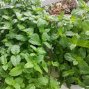 Crinkled-leaf Peppermint, 500 Seeds