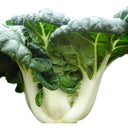 Fresh Sweet Bok Choy Seeds, 10g