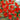 Tall Sweet Pea, Red