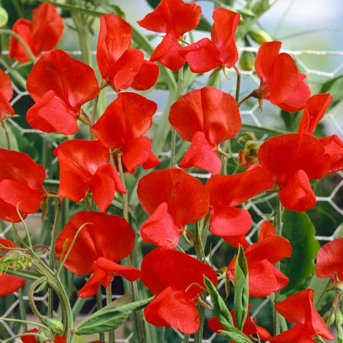 Tall Sweet Pea, Red