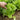 'Jiemei' Late Bolt Italian Lettuce Seeds, 25g