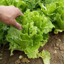 'Jiemei' Late Bolt Italian Lettuce Seeds, 25g