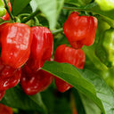 Red Habanero Pepper, 20 ~ 30 Seeds
