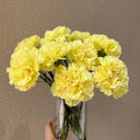 Yellow Carnation, 10 Seeds