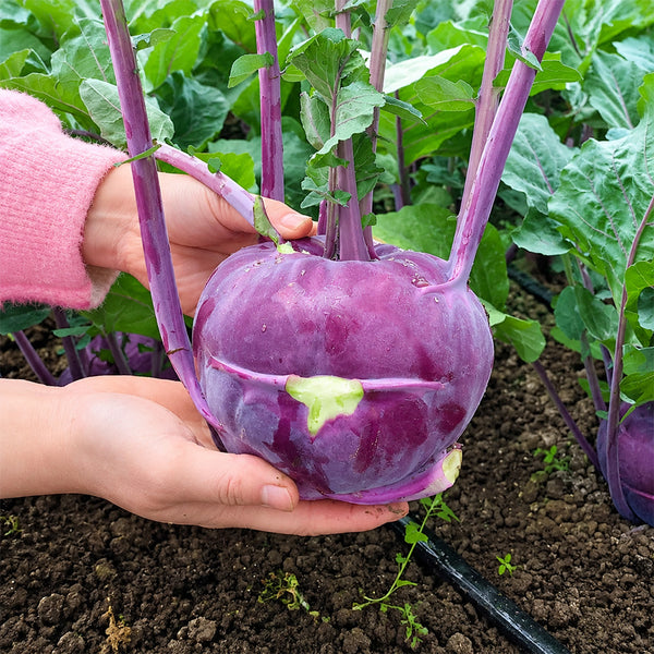 U2616 Purple Fruit Kohlrabi F1, 5 Grams ≈ 800 Seeds
