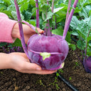 U2616 Purple Fruit Kohlrabi F1, 5 Grams ≈ 800 Seeds
