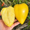 U2607 Yellow Mango Honey Tomato, 10 Seeds