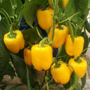Yellow Bell Pepper Seeds, 20 Seeds