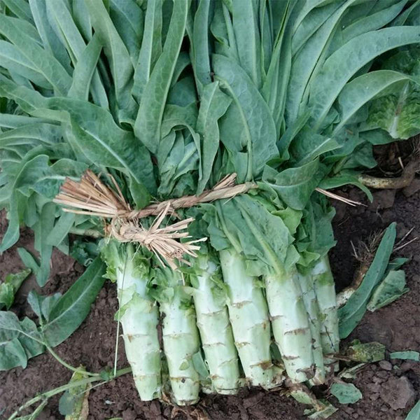 'Keguang No.1' Stem Lettuce Seeds, 10g