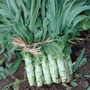 'Keguang No.1' Stem Lettuce Seeds, 10g