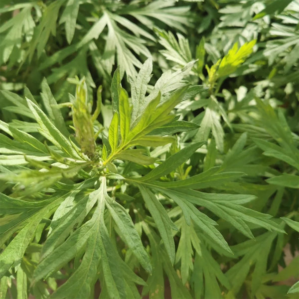 Fragrant Artemisia, 500 Seeds