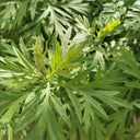 Fragrant Artemisia, 500 Seeds