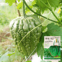 Huading No.5 Broad-top Bitter Gourd Seeds, 10g