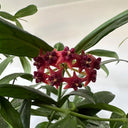 Hoya lobbii, 2 Cuttings