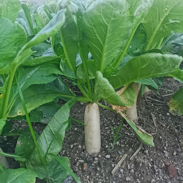'Zao Luobo No. 13' White Radish Seeds, 20g