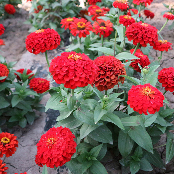 He Zhi Chun Zinnia elegans Seeds, 5g