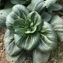 'Meijiaqi' Suzhou Dwarf Pak Choi Seeds, 20g
