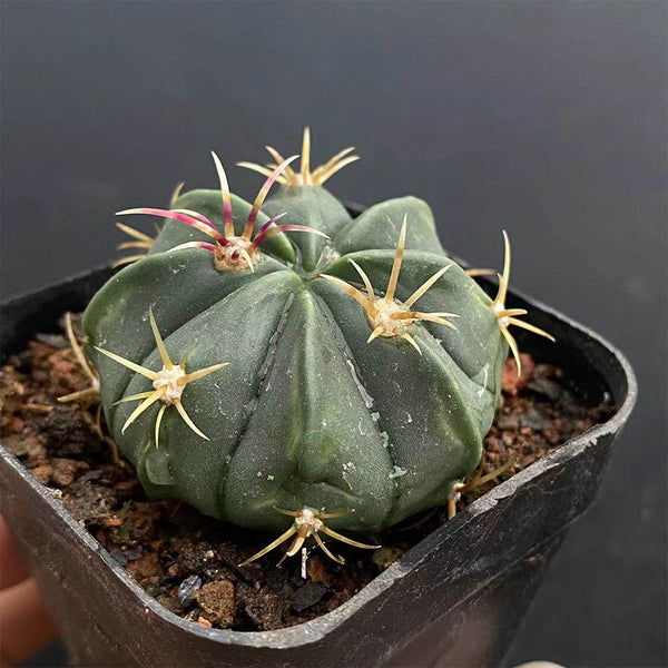 Ferocactus macrodiscus, 3-4cm