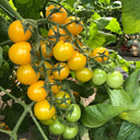 'First Love' Golden Cherry Tomato Seeds, 20 Seeds