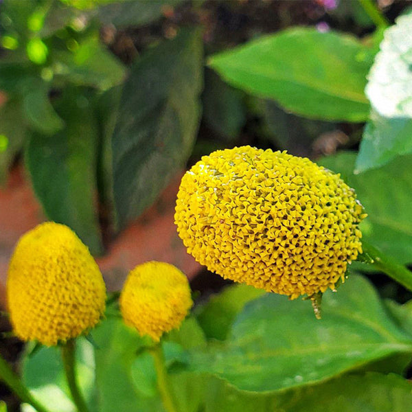 Toothache Plant Seeds, 100 Seeds