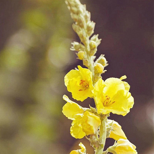 Mullein Seeds, 200 Seeds