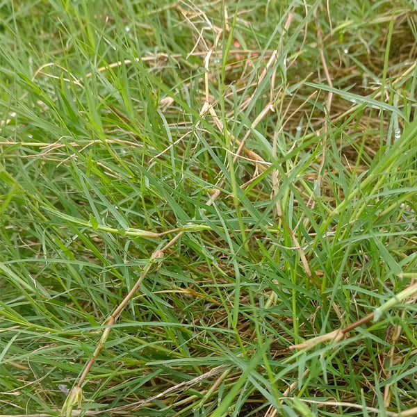 Bermudagrass, 50 Grams Hulled Coated Seeds