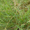 Bermudagrass, 50 Grams Hulled Coated Seeds