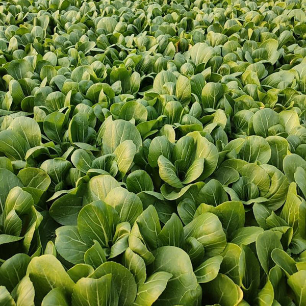 Jinmei 22 Green-stem Pak Choi Seeds, 10g