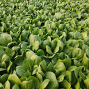 Jinmei 22 Green-stem Pak Choi Seeds, 10g